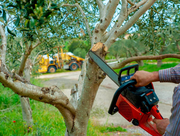 The Steps Involved in Our Tree Care Process in New Berlin, IL